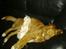 Nova scotia duck tolling retriever Alberte