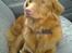 Nova scotia duck tolling retriever Alberte