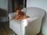 Nova scotia duck tolling retriever Alberte
