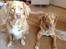 Nova scotia duck tolling retriever shaggy tollers stay with me (zippo)