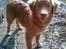 Nova scotia duck tolling retriever shaggy tollers stay with me (zippo)