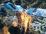 Nova scotia duck tolling retriever shaggy tollers stay with me (zippo)