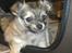 Chihuahua Topper