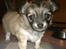 Chihuahua Topper - Baby hunden<3 