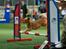 Blanding af racer Vimse - Vimse til agility stævne i Belgien 2012