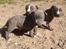 Staffordshire bull terrier Turbo