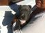 Staffordshire bull terrier Turbo