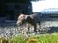 Staffordshire bull terrier Turbo