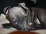 Staffordshire bull terrier Turbo