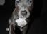 Staffordshire bull terrier Turbo
