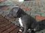 Staffordshire bull terrier Turbo