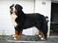 Berner sennenhund BAILEY HIMMELHUND <3