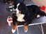 Berner sennenhund BAILEY HIMMELHUND <3