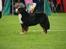 Berner sennenhund BAILEY HIMMELHUND <3