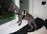 Staffordshire bull terrier Turbo