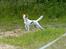 Blanding af racer Bella