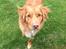 Nova scotia duck tolling retriever Anton