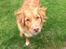 Nova scotia duck tolling retriever Anton
