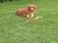 Nova scotia duck tolling retriever Anton