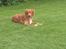 Nova scotia duck tolling retriever Anton