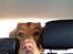 Nova scotia duck tolling retriever Anton