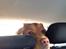 Nova scotia duck tolling retriever Anton