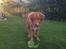 Nova scotia duck tolling retriever Anton - Han ELSKER grønsager!!!!
