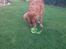 Nova scotia duck tolling retriever Anton