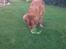 Nova scotia duck tolling retriever Anton
