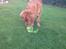 Nova scotia duck tolling retriever Anton