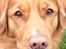 Nova scotia duck tolling retriever Anton