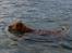 Nova scotia duck tolling retriever Anton