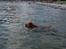 Nova scotia duck tolling retriever Anton