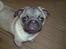 Mops Frank - Mit underbid giver tungen frit slag til at blive luftet ;)