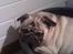 Mops Frank