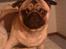 Mops Frank