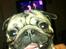 Mops Frank