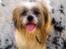 Lhasa apso werner