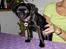 Griffon petit brabancon *~ Alma ~* R.I.P - Alma ca. 12 uger - og stadig ingen bordmanerer... ;) 
D. 27.11.12