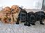Blanding af racer Mulle - Familie foto!:-D