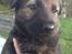 Schæferhund Cutulus Liva - Liva 5 uger