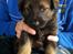 Schæferhund Cutulus Liva