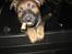 Schæferhund Cutulus Liva