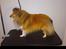 Shetland sheepdog Watson *Firehøje's Fancy Twix* - Her står jeg når jeg skal børstes, ha klippet negle, poter osv.