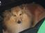 Shetland sheepdog Watson *Firehøje's Fancy Twix* - Men om aftenen ligger jeg tit under sofabordet, og holder øje med hvad mor laver.
