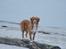 Nova scotia duck tolling retriever Redborn first Contact (Dixie) [Himmelhund] - 1 år