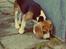 Beagle Daisy Hills Prinsesse Lathyrus. [Thyrus] - I haven som helt lille ny hvalp :3