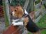 Beagle Daisy Hills Prinsesse Lathyrus. [Thyrus] - Uff de høns dér...