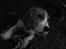 Beagle Daisy Hills Prinsesse Lathyrus. [Thyrus] - Lille, ny og Nysgerrig.