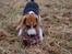 Beagle Daisy Hills Prinsesse Lathyrus. [Thyrus] - Fuld knald på i hundeparken..